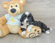 6 week old Mini Bernedoodle Puppy For Sale - Pilesgrove Pups