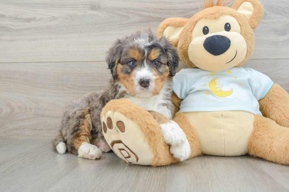5 week old Mini Bernedoodle Puppy For Sale - Pilesgrove Pups