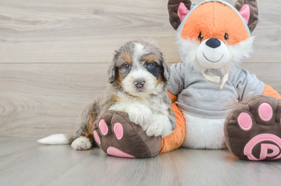 5 week old Mini Bernedoodle Puppy For Sale - Pilesgrove Pups