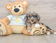 6 week old Mini Bernedoodle Puppy For Sale - Pilesgrove Pups