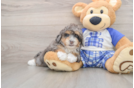 Hypoallergenic Mini Bernese Poodle Poodle Mix Puppy