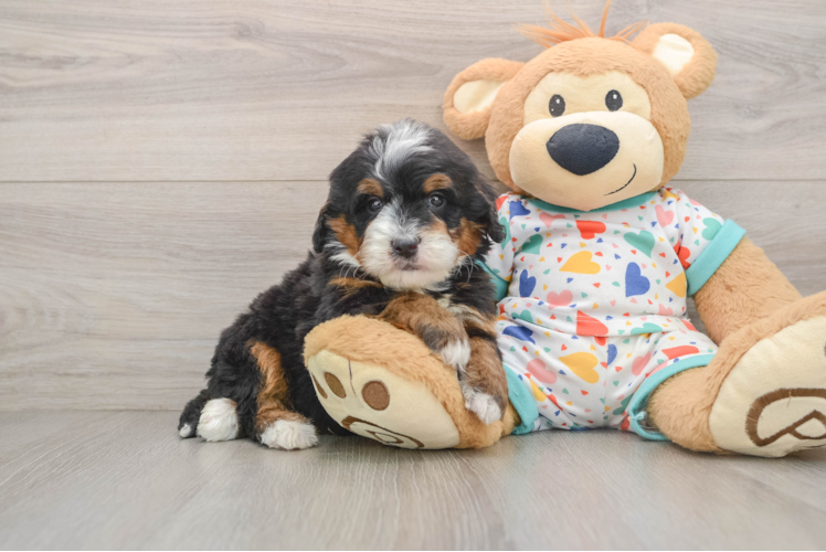 Mini Bernedoodle Pup Being Cute