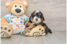 Mini Bernedoodle Pup Being Cute