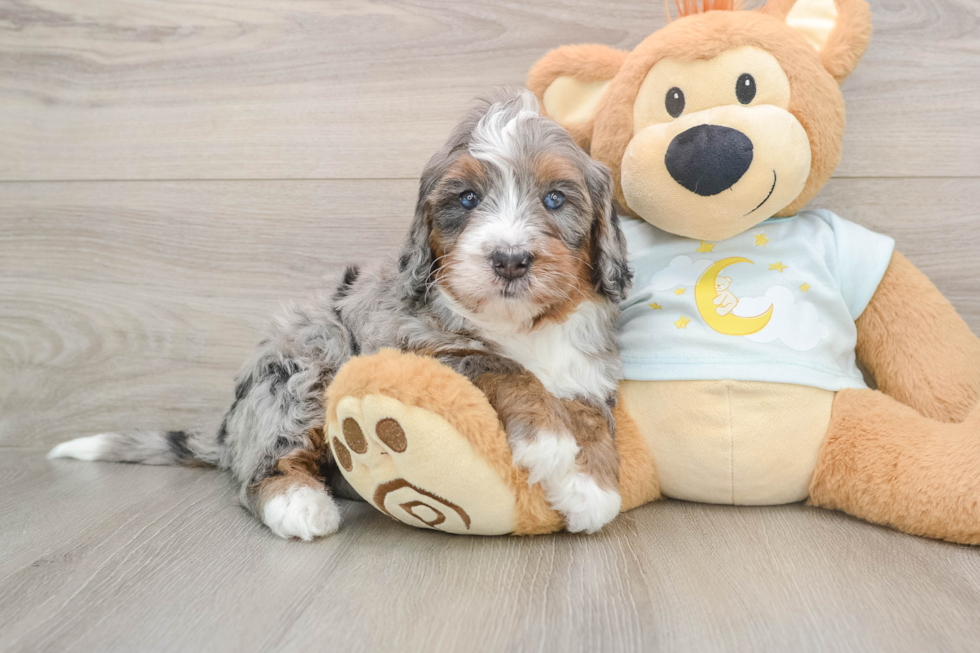 Mini Bernedoodle Puppy for Adoption
