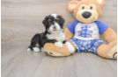 Mini Bernedoodle Puppy for Adoption