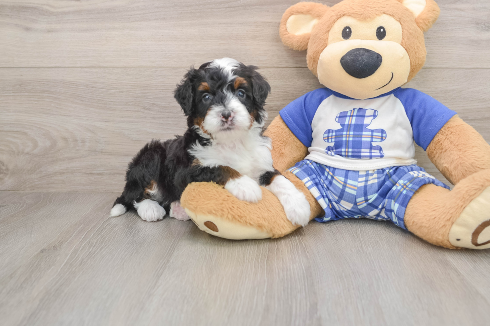Mini Bernedoodle Puppy for Adoption