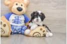 Happy Mini Bernedoodle Baby