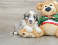 5 week old Mini Bernedoodle Puppy For Sale - Pilesgrove Pups