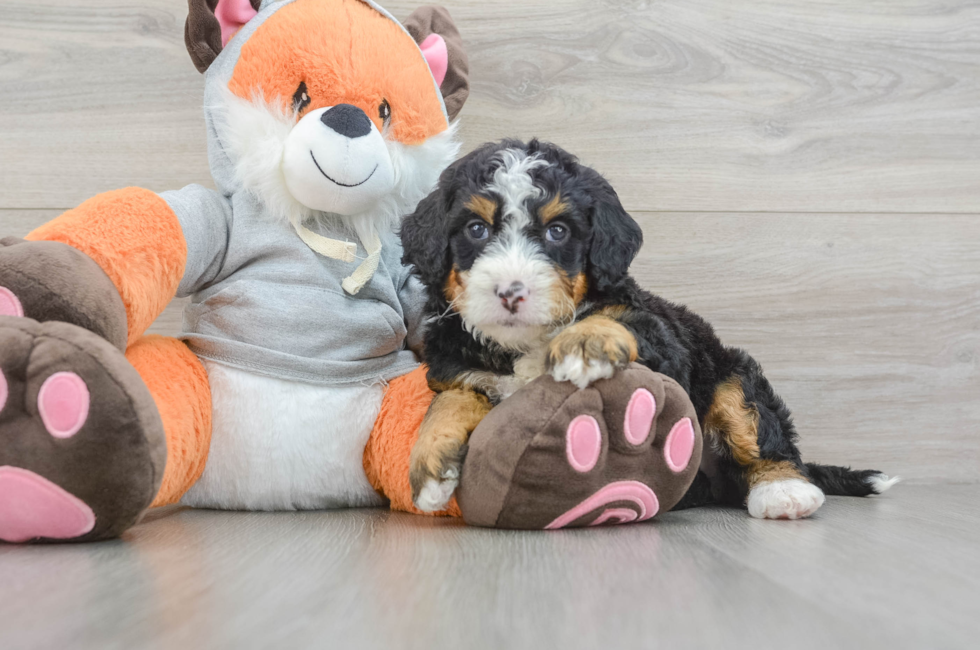 5 week old Mini Bernedoodle Puppy For Sale - Pilesgrove Pups