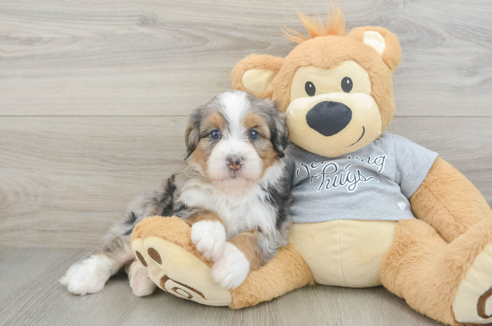6 week old Mini Bernedoodle Puppy For Sale - Pilesgrove Pups