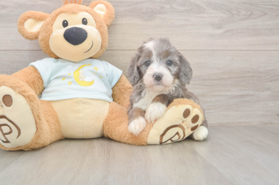 5 week old Mini Bernedoodle Puppy For Sale - Pilesgrove Pups Smart Mini Bernedoodle Poodle Mix Pup