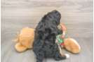 Mini Bernedoodle Puppy for Adoption