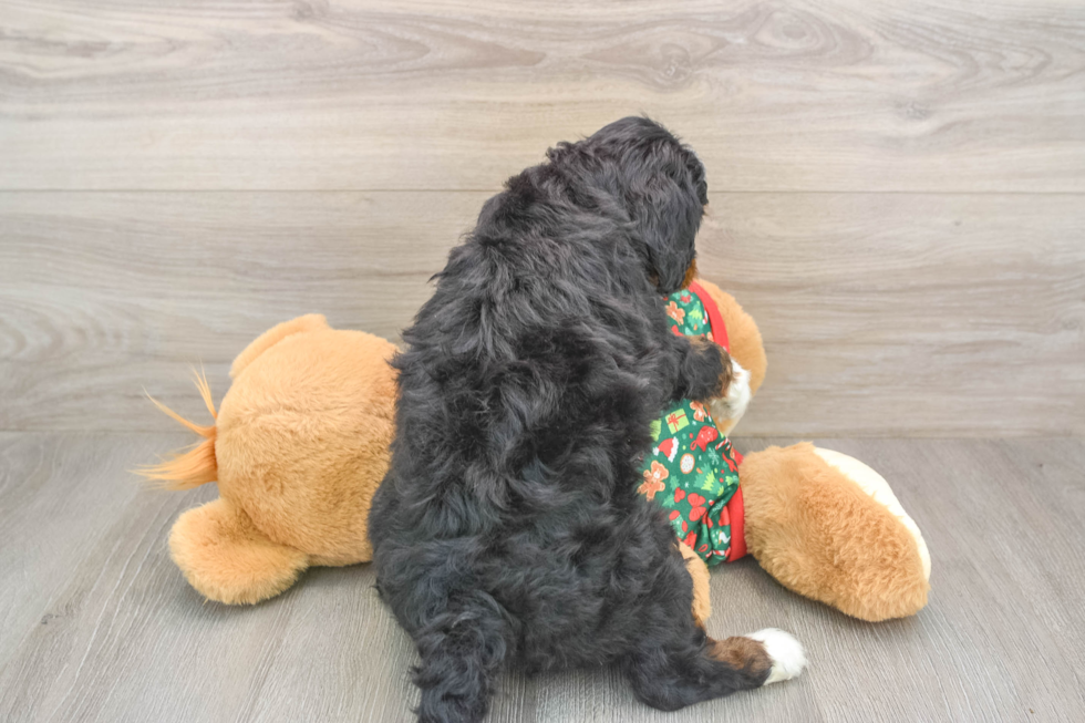 Mini Bernedoodle Puppy for Adoption