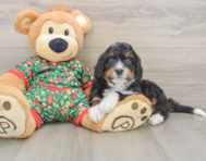 7 week old Mini Bernedoodle Puppy For Sale - Pilesgrove Pups