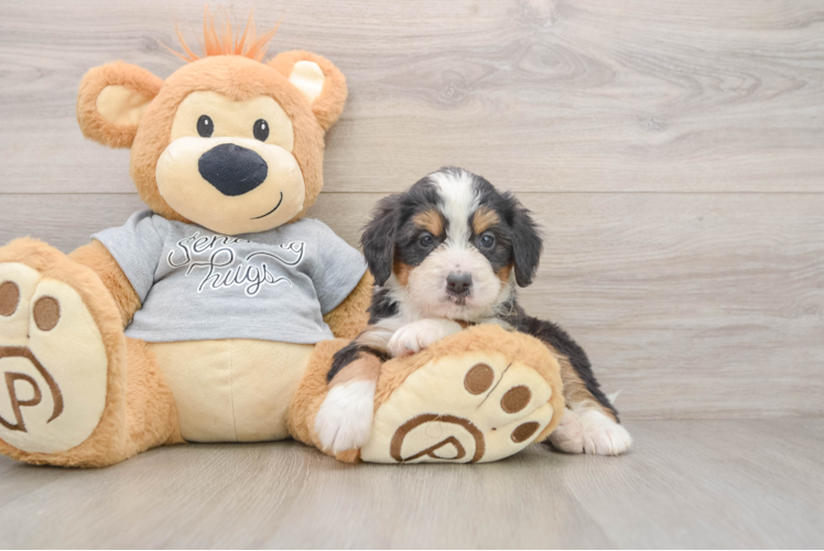 Hypoallergenic Mini Bernese Poodle Poodle Mix Puppy