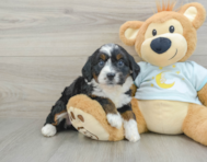 6 week old Mini Bernedoodle Puppy For Sale - Pilesgrove Pups