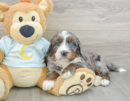 6 week old Mini Bernedoodle Puppy For Sale - Pilesgrove Pups