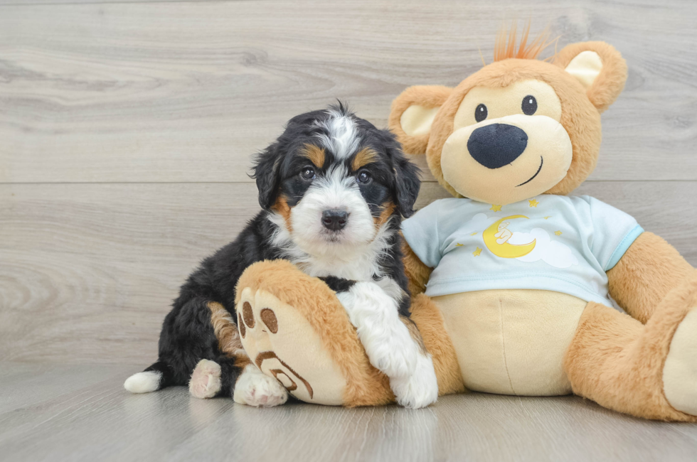 5 week old Mini Bernedoodle Puppy For Sale - Pilesgrove Pups