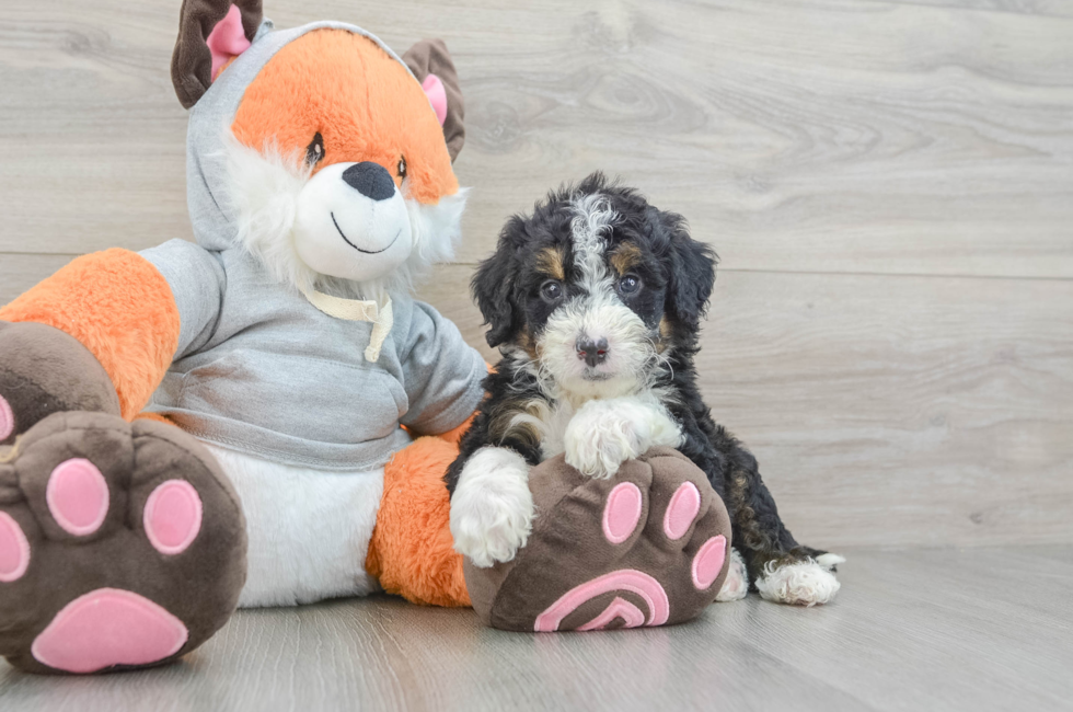 5 week old Mini Bernedoodle Puppy For Sale - Pilesgrove Pups