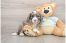 Sweet Mini Bernedoodle Baby