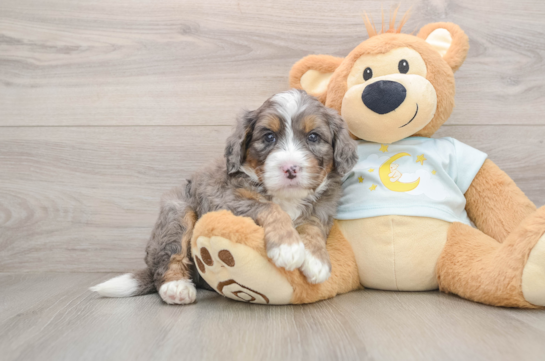 Sweet Mini Bernedoodle Baby