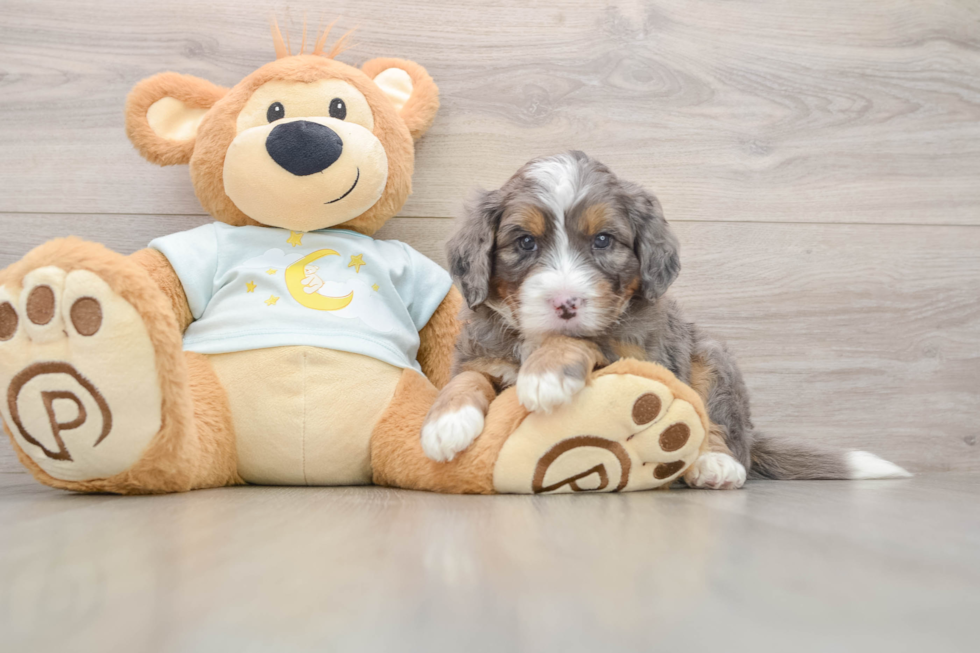 Adorable Mini Bernesepoo Poodle Mix Puppy
