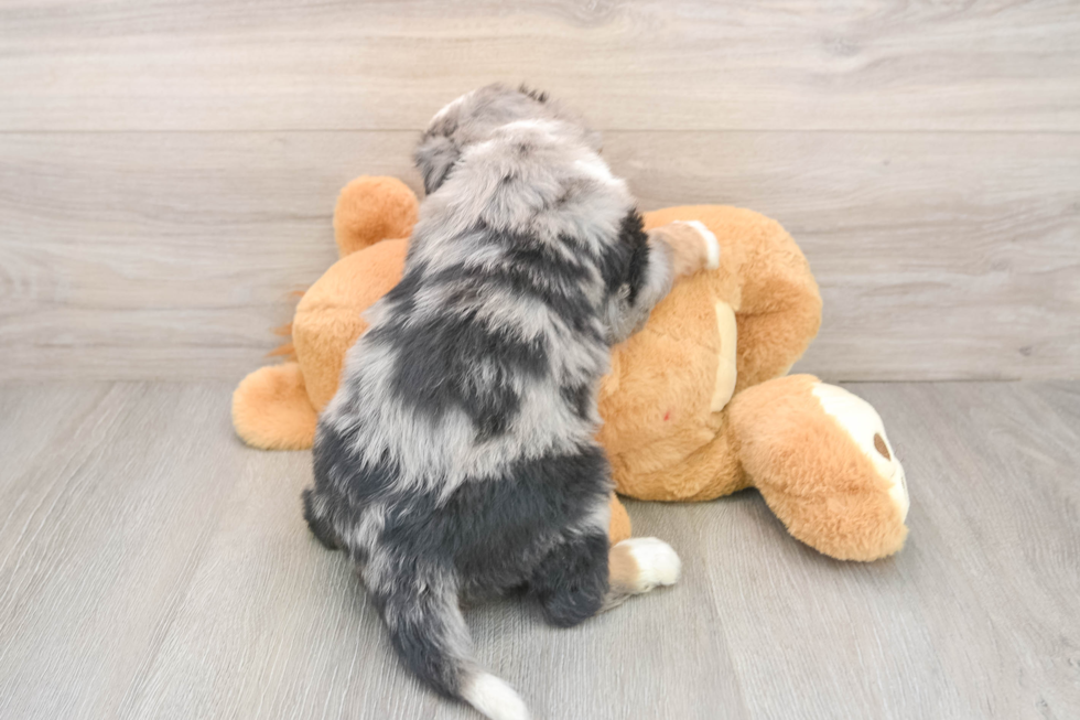 Petite Mini Bernedoodle Poodle Mix Pup