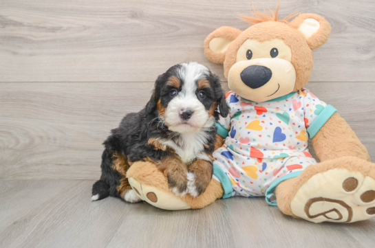 Mini Bernedoodle Pup Being Cute