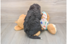 Hypoallergenic Bernadoodle Poodle Mix Puppy