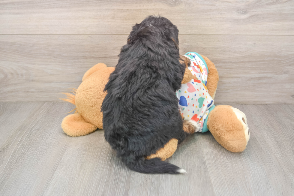 Hypoallergenic Bernadoodle Poodle Mix Puppy