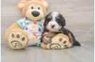 Mini Bernedoodle Puppy for Adoption