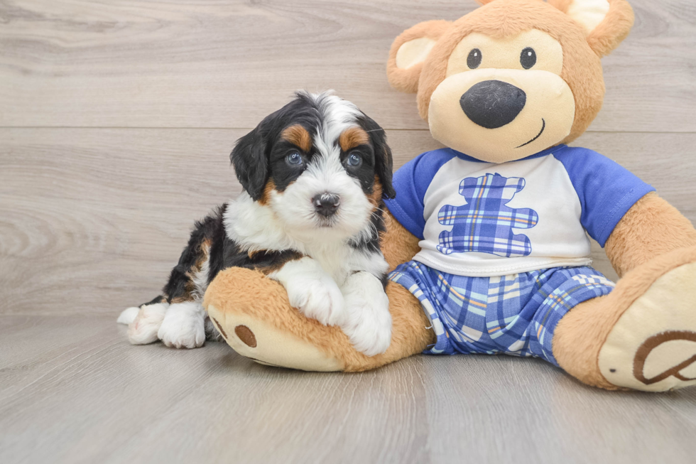 Little Mini Bernese Poodle Poodle Mix Puppy