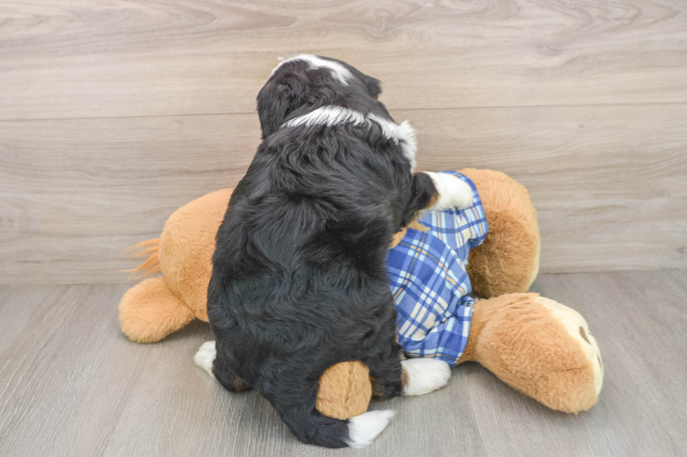 Mini Bernedoodle Puppy for Adoption