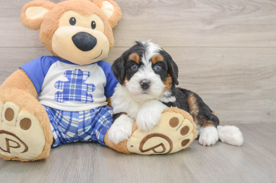 Mini Bernedoodle Pup Being Cute