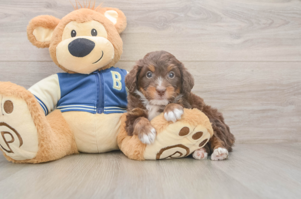 6 week old Mini Bernedoodle Puppy For Sale - Pilesgrove Pups