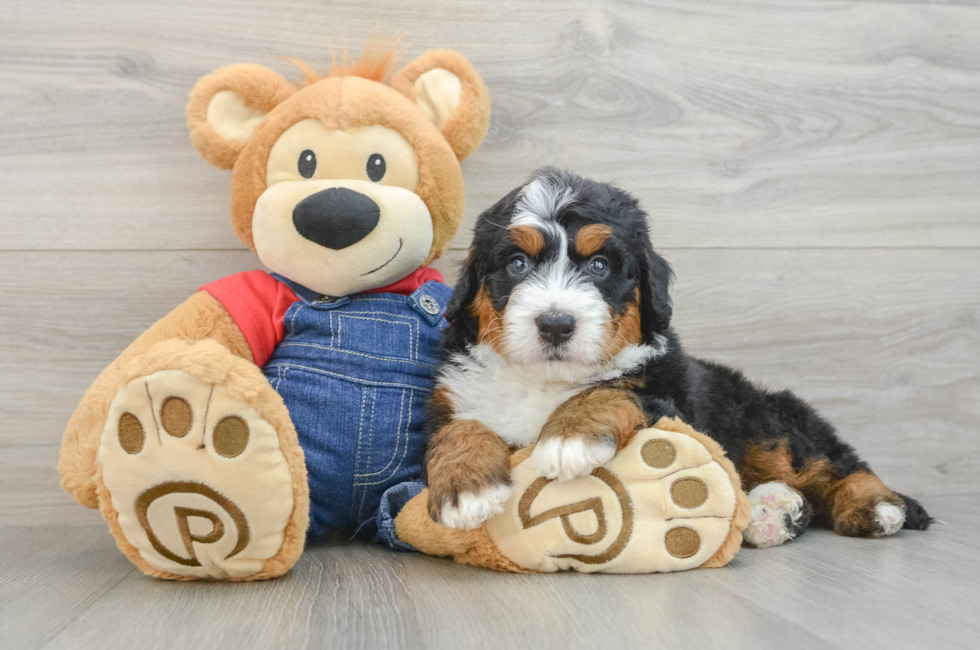 5 week old Mini Bernedoodle Puppy For Sale - Pilesgrove Pups