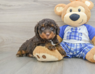 7 week old Mini Bernedoodle Puppy For Sale - Pilesgrove Pups