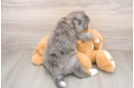Adorable Mini Bernesedoodle Poodle Mix Puppy