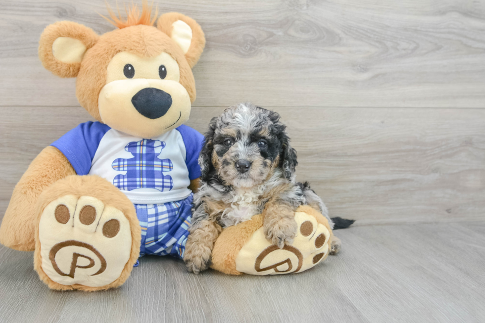 Mini Bernedoodle Pup Being Cute