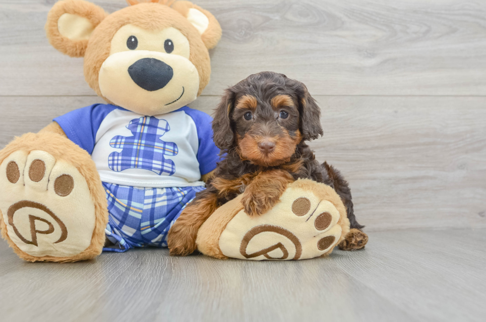6 week old Mini Bernedoodle Puppy For Sale - Pilesgrove Pups