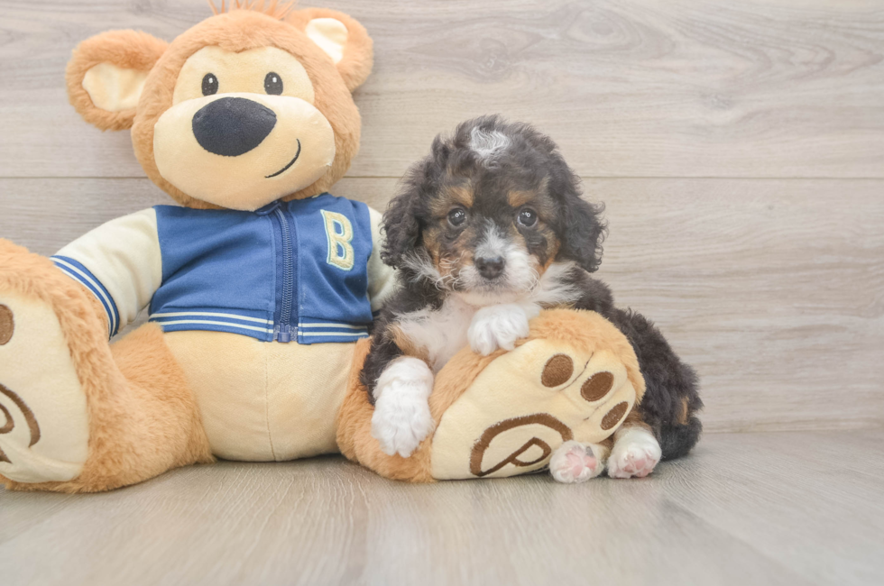 6 week old Mini Bernedoodle Puppy For Sale - Pilesgrove Pups