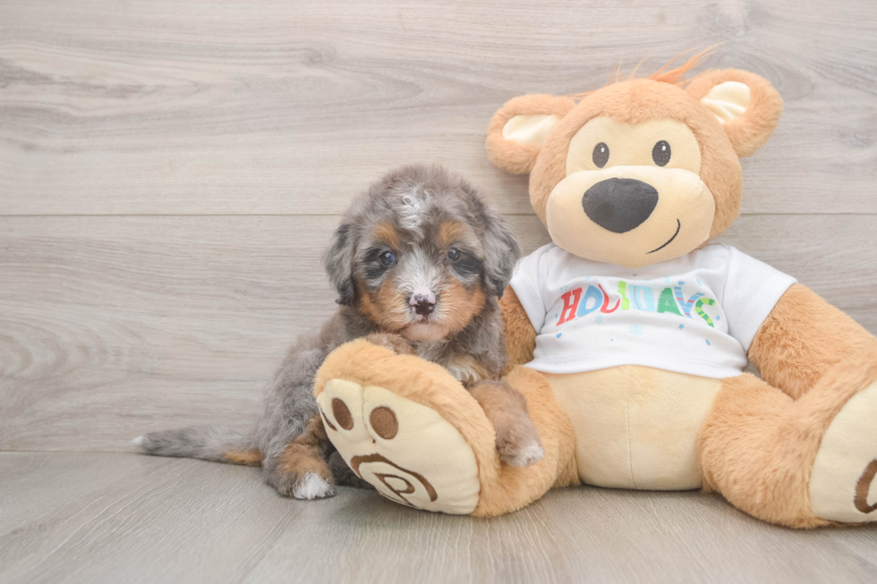 Fluffy Mini Bernedoodle Poodle Mix Pup