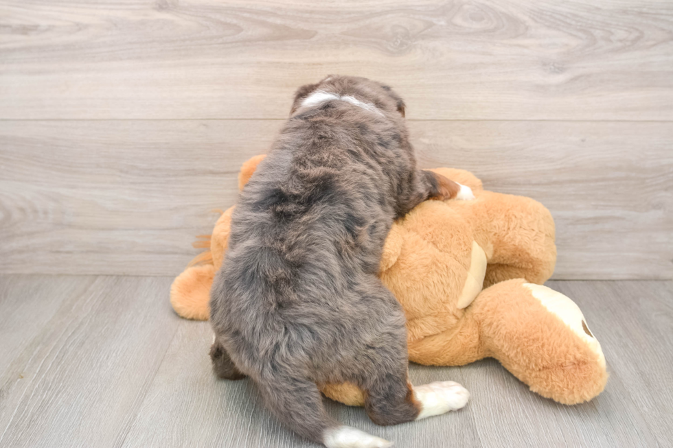 Adorable Mini Bernadoodle Poodle Mix Puppy