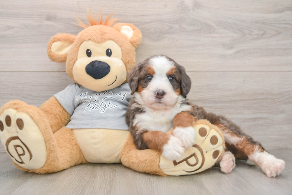 Adorable Mini Bernepoo Poodle Mix Puppy
