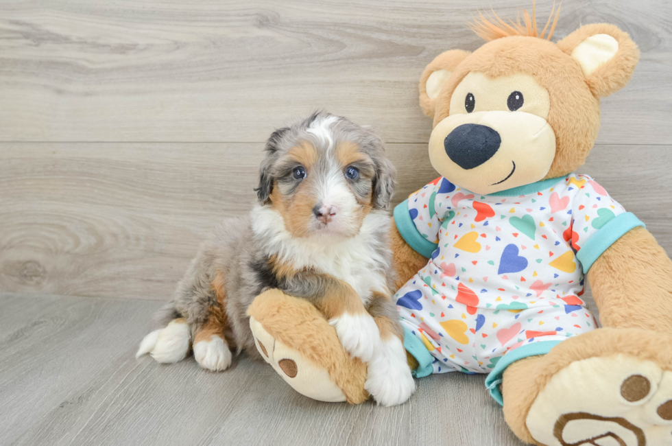 7 week old Mini Bernedoodle Puppy For Sale - Pilesgrove Pups