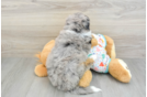 Happy Mini Bernedoodle Baby