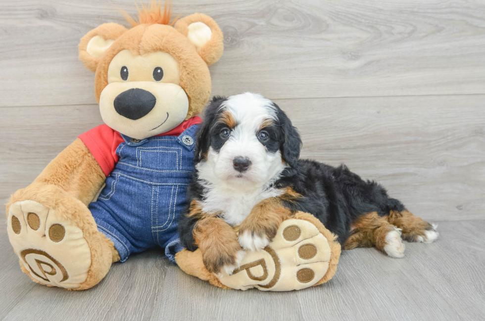 5 week old Mini Bernedoodle Puppy For Sale - Pilesgrove Pups