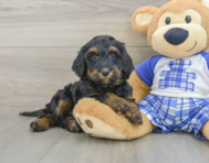 7 week old Mini Bernedoodle Puppy For Sale - Pilesgrove Pups