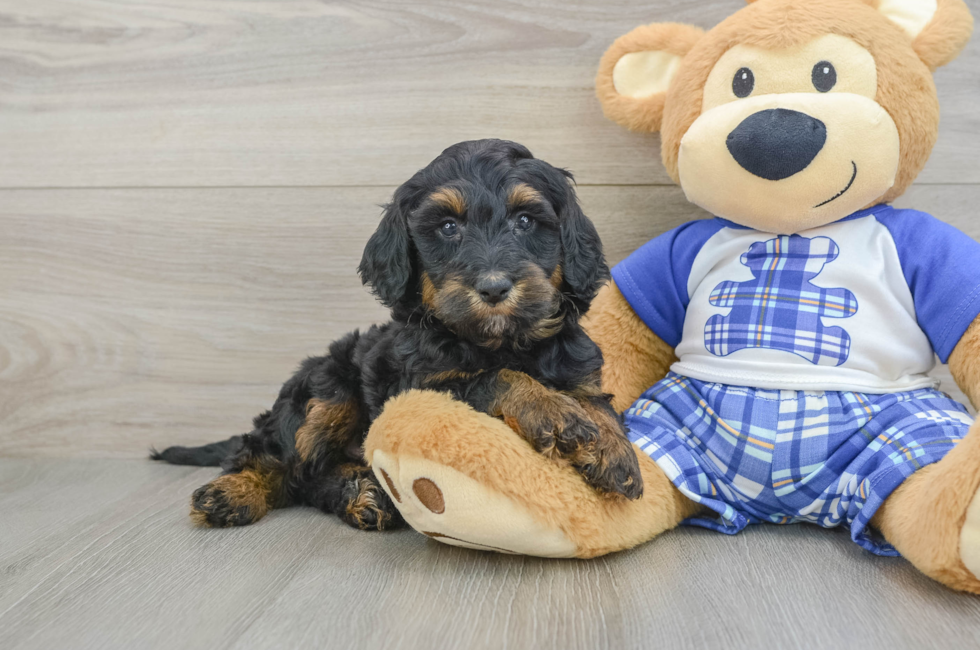 6 week old Mini Bernedoodle Puppy For Sale - Pilesgrove Pups