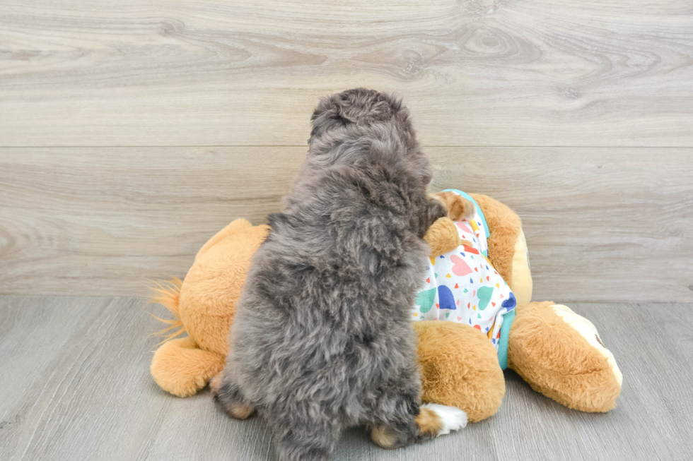 Mini Bernedoodle Puppy for Adoption